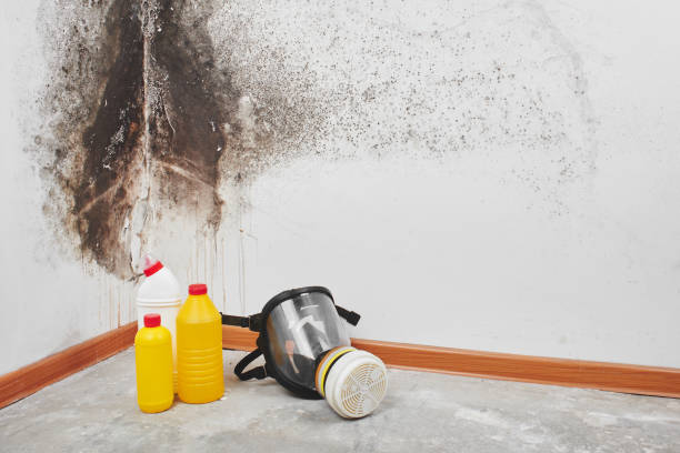 Best HVAC Mold Remediation in Ives Estates, FL