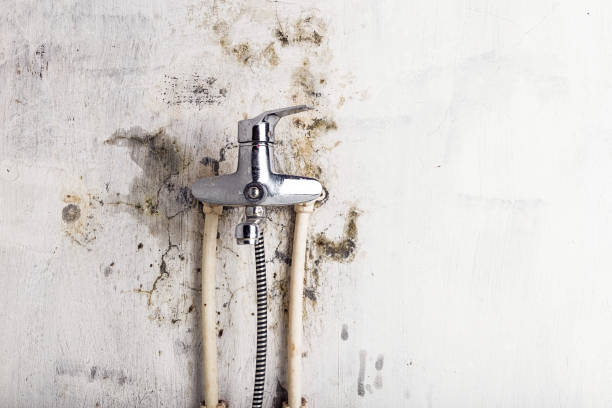 Best Insurance-Related Mold Remediation in Ives Estates, FL