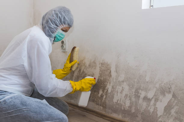 Best Basement Mold Remediation in Ives Estates, FL