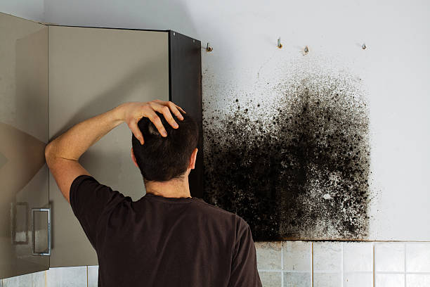 Best DIY Mold Remediation Support Services in Ives Estates, FL