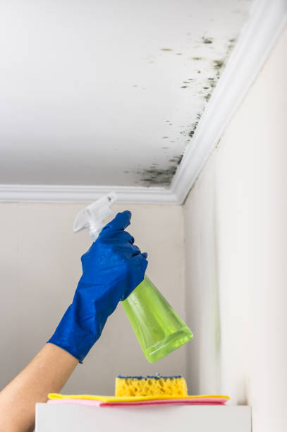 Best Mold Testing and Inspection Services in Ives Estates, FL